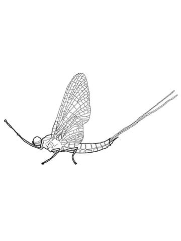 Brush Legged Mayfly Coloring Page